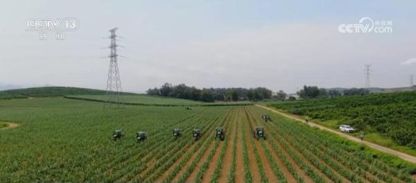 武宣县种植糖料蔗30.7万亩甘蔗有望丰收