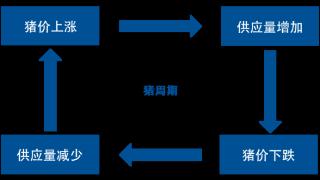 从两要素、四阶段出发，化繁为简看猪周期投资规律