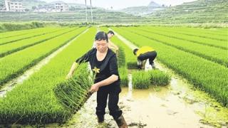 引进“钵体育秧”技术提高水稻育苗效率