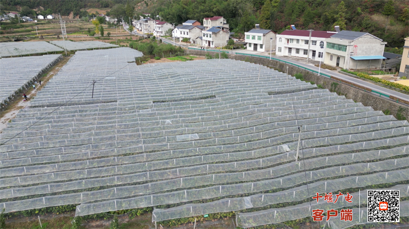 房县门古寺镇项家河村：小小葡萄串起致富路