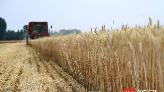 徐州“三夏”大规模小麦机收即将全面展开