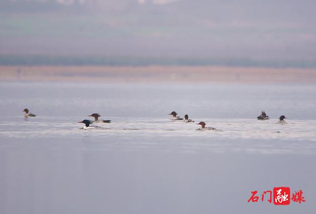 石门县成为湖南最重要的中华秋沙鸭越冬区
