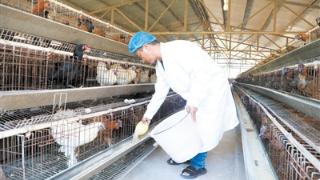 景东：产教融合助推无量山乌骨鸡产业发展