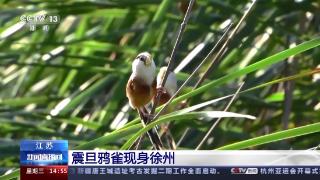 “鸟中大熊猫”震旦鸦雀现身江苏徐州