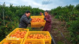 广西宾阳：沃柑获丰收 农民采摘忙