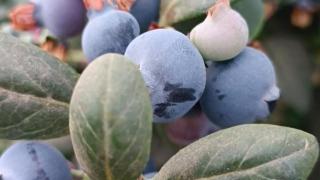 “水果皇后”蓝莓价格跳水背后：从每斤百元跌至10元 网红水果如何逃出“跌落宿命”？