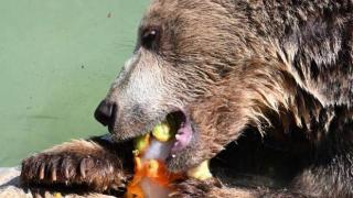 意大利明星棕熊被枪杀，涉案男子辩称开枪是“出于恐惧”