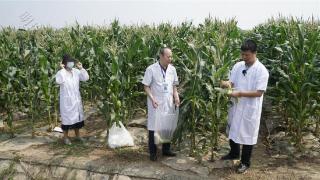 武汉汉南20多种甜玉米熟了！他们到田间地头做了这个检测