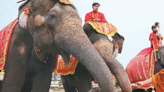 泰国：庆祝大象日（环球掠影）