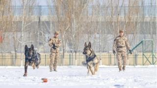 武警宁夏总队机动支队组织警犬雪地综合训练