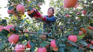 河北玉田：采摘苹果
