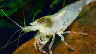 世界最难吃的虾，常年生活在深海火山口，连我国吃货都下不了口