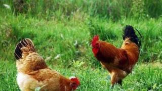 防止雏鸡的白痢病的措施     雏鸡的白痢病的因素