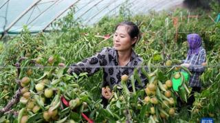 河北黄骅果农在大棚内采摘冬枣供应市场