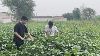 津南区举办大豆油料绿色高产种植观摩活动 扫码阅读手机版