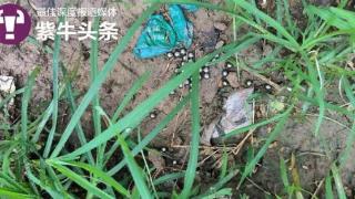 8岁女童左眼被两男孩用钢珠射伤失明