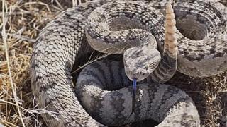 世界第一的毒蛇，身长3米还以毒蛇为食，特别受人们尊敬