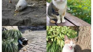 上海公园内多只流浪猫疑遭虐待？记者现场实探，园方称警方已介入