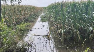 黑龙江省哈尔滨、牡丹江等优质稻米地遭遇严重洪涝灾害