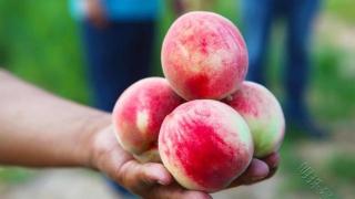 夏天吃桃好处多，开胃通便，滋阴润燥，糖尿病人能吃吗？分析下