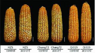 挖掘玉米“高产基因”