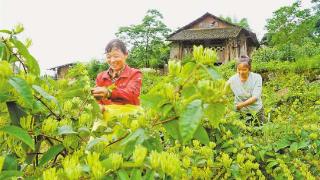 武隆：金银花开“金银”来