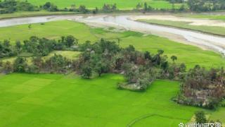 缅甸若开邦化肥价格高，只能用米粉、花生枯代替
