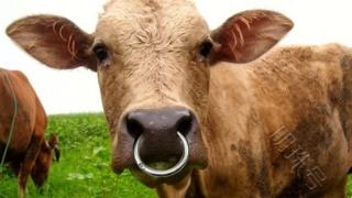 牛都戴上鼻环，原来是这个原因