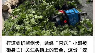 上海行道树被吹断，骑手小哥被砸身亡！