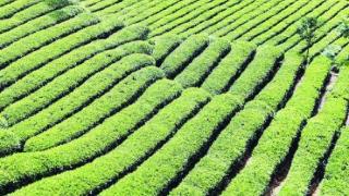中国西北茶乡“拉长”产业旺季带动茶农增收