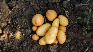 发芽的土豆还能吃吗？原来这么多年一直误解了，这次长知识了！