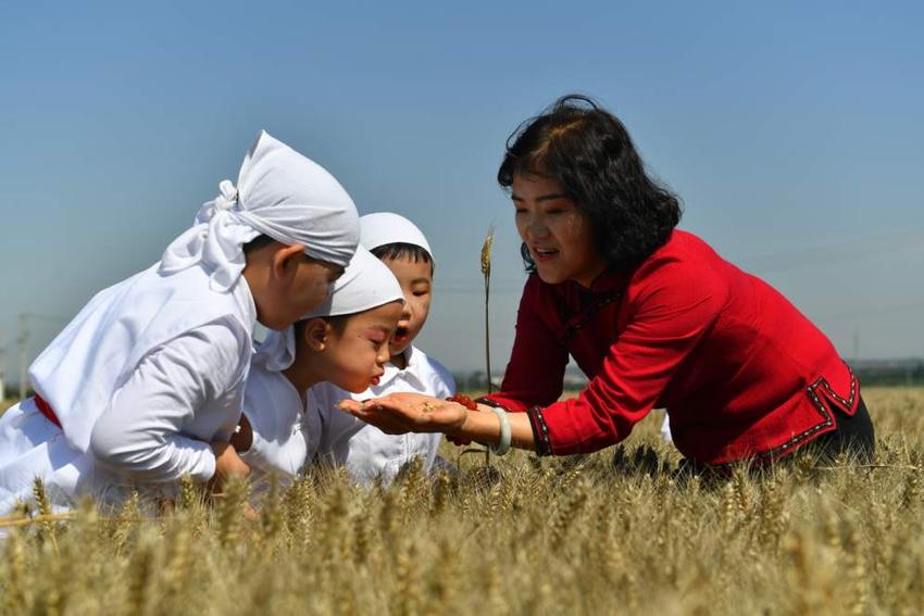 杨凌举办小麦文化节 多位专家为小麦抢收支招