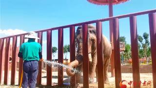 兰州野生动物园避暑措施让动物们清凉度夏