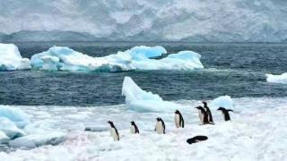 南极大陆冰川渐渐融化，冰川下或许存在的远古病毒被释放出来