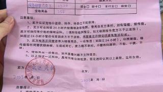 深圳一女子2500元买矮脚银点猫检出猫瘟热，要求全额退款遭拒