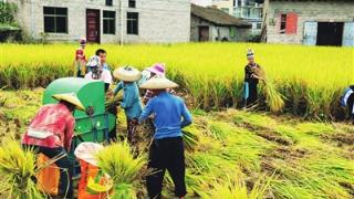 都匀匀东镇5万余亩水稻陆续收割