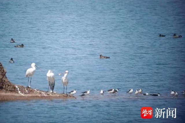 3只白琵鹭飞临赤山湖国家湿地公园