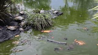 活龟吃死龟！新加坡一公园仿佛乌龟地狱，乌龟自相残杀
