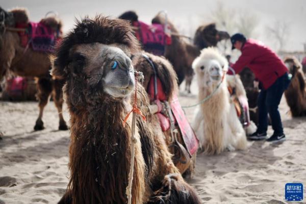 甘肃鸣沙山月牙泉景区骆驼“上班”每天轮流休息
