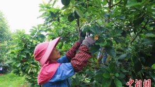 油梨种质资源达350份 广西南亚所为乡村振兴加“油”助“梨”