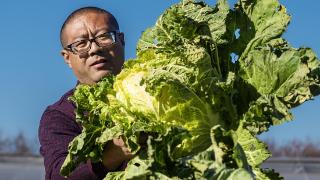 山东好景｜唐王白菜“聚财菜”