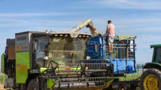 新疆和硕：改良盐碱地种小麦