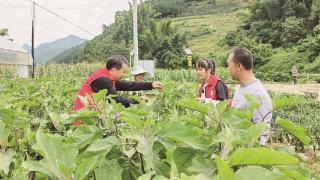 送技到田间 增收有保障