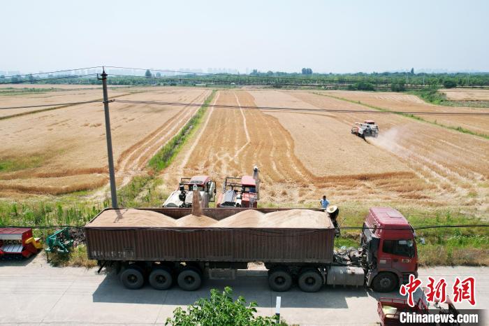 安徽肥西：夏收好“丰”景 小麦抢收忙