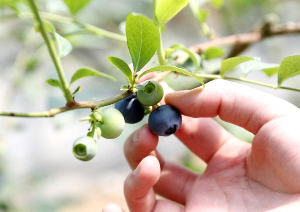 青岛西海岸新区2.6万余亩蓝莓进入采摘期助力乡村振兴