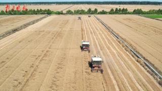 淮安金湖复兴圩农场2万亩小麦进入全面收割模式