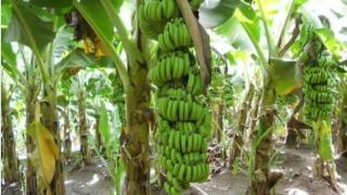 缅甸15万多吨香蕉通过雷基、甘拜迪口岸出口到中国