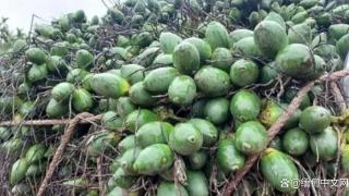 缅甸这种绿绿的果子是什么？销量竟如此之好！