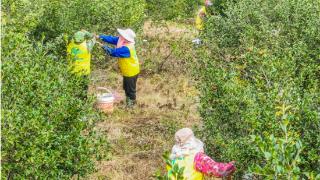 湖南永州道县：油茶开采忙