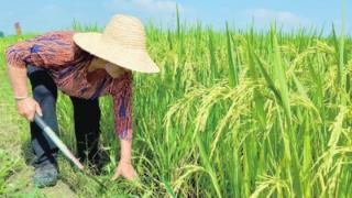 1200余亩优质稻丰收在望